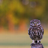 Little owls